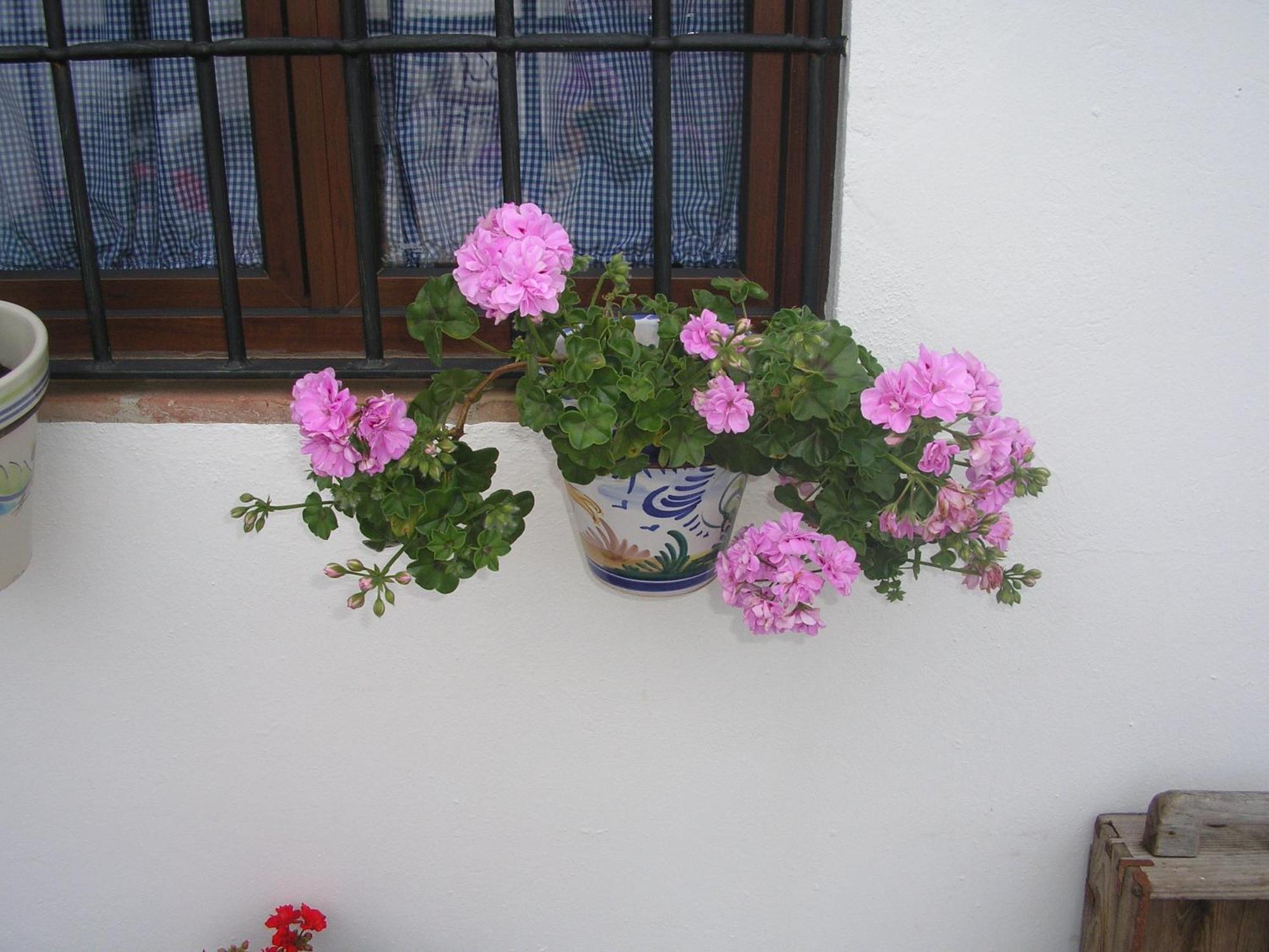 알라니스 Casa Rural Y Restaurante Casa Adriano 게스트하우스 외부 사진